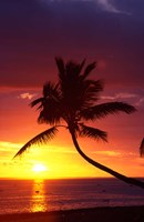 Sunset and Palm Trees, Coral Coast, Viti Levu, Fiji Fine Art Print