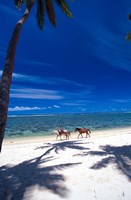 Palm Trees and Horses, Tambua Sands, Coral Coast, Fiji Fine Art Print