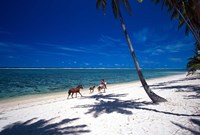 Horses on Beach, Tambua Sands Resort, Coral Coast, Fiji Fine Art Print