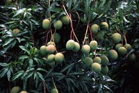 Mangoes, Fiji Fine Art Print