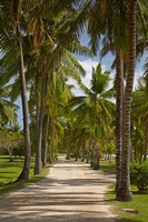 Avenue of Palms, Musket Cove Island Resort, Malolo Lailai Island, Mamanuca Islands, Fiji Fine Art Print