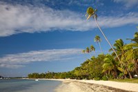 Beach and palm trees, Plantation Island Resort, Fiji Fine Art Print
