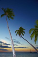 Palm trees at Plantation Island Resort, Fiji Fine Art Print