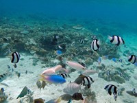 Tropical Fish, Malolo Lailai Island, Fiji Fine Art Print