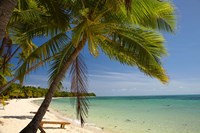 Beach and palm trees, Plantation Island Resort, Mamanuca Islands, Fiji Fine Art Print