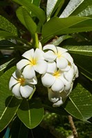 Frangipani flowers (Plumeria), Nadi, Viti Levu, Fiji Fine Art Print