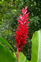 Red Ginger Flower (Alpinia purpurata), Fiji Fine Art Print