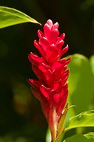 Red Ginger Flower (Alpinia purpurata), Nadi, Viti Levu, Fiji Fine Art Print