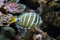 Sailfin tang fish, Kula Eco Park, Viti Levu, Fiji Fine Art Print