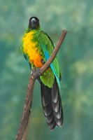 Sulphur-breasted Musk Parrot, Tropical bird, Fiji Fine Art Print