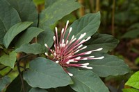 Tropical flower, Coral Coast, Viti Levu, Fiji Fine Art Print