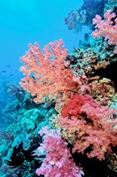 Colorful Sea Fans and other Corals, Fiji, Oceania Fine Art Print