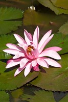 Fiji, Viti Levu Island Water lily flower Fine Art Print