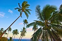 Nanuku Levu, Fiji Islands palm trees with coconuts, Fiji, Oceania Fine Art Print