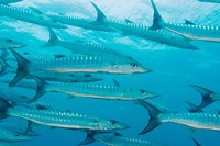 Golden Dream Reef, Bligh Water Area, Fiji Islands Fine Art Print