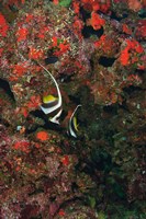 Bannerfish, Viti Levu, Fiji Fine Art Print