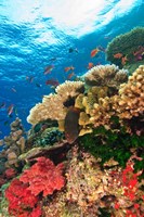 Fairy Basslet fish Swimming, Viti Levu, Fiji Fine Art Print