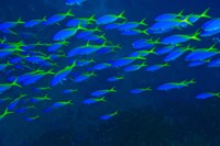 Blue-Gold Fusilier fish, Viti Levu, Fiji Fine Art Print