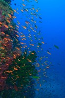 Shoal of Fairy Basslet fish, Viti Levu, Fiji Fine Art Print