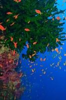 Fairy Basslet fish and Green Coral, Viti Levu, Fiji Fine Art Print