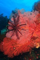 Pristine Gorgonian Sea Fans marine life, Fiji Fine Art Print