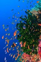 Coral and Fairy Basslet fish, Viti Levu, Fiji Fine Art Print