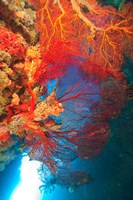 Gorgonian Sea Fan, Marine life, Fiji Fine Art Print