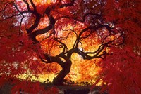 Japanese Maple, Darien, Connecticut Fine Art Print