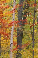 Fall in a Mixed Deciduous Forest in Litchfield Hills, Kent, Connecticut Fine Art Print