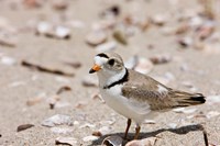 A Piping plover, Long Beach in Stratford, Connecticut Framed Print