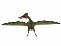 Flying Pterodactylus Fine Art Print