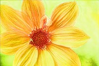 Daisy Love Fine Art Print