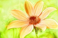 Daisy Sunshine Fine Art Print