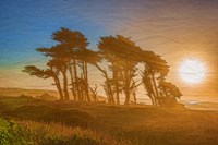 Beach Trees Fine Art Print