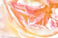 Close-up Rose Framed Print