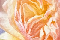 Dew Drop In Framed Print