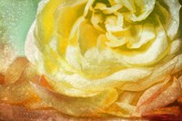 Many Petals Framed Print