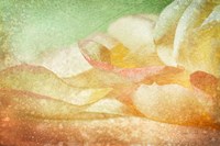 Petals Galore Framed Print