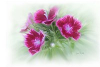 Bachelor Buttons I Framed Print