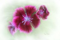 Bachelor Buttons II Framed Print