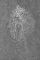 Fern Algae Silver on Black Framed Print