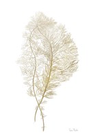 Fern Algae Gold on White Framed Print