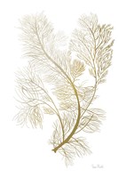 Fern Algae Gold on White 2 Framed Print
