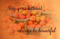 Harvest Wish Framed Print