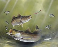 Speckled Trout Fine Art Print