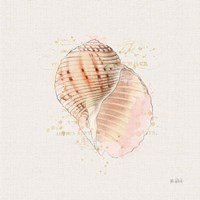 Shell Collector V Fine Art Print