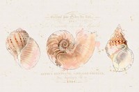 Shell Collector I Fine Art Print