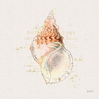 Shell Collector III Fine Art Print