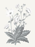 Neutral Botanical VI Fine Art Print
