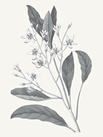 Neutral Botanical V Fine Art Print